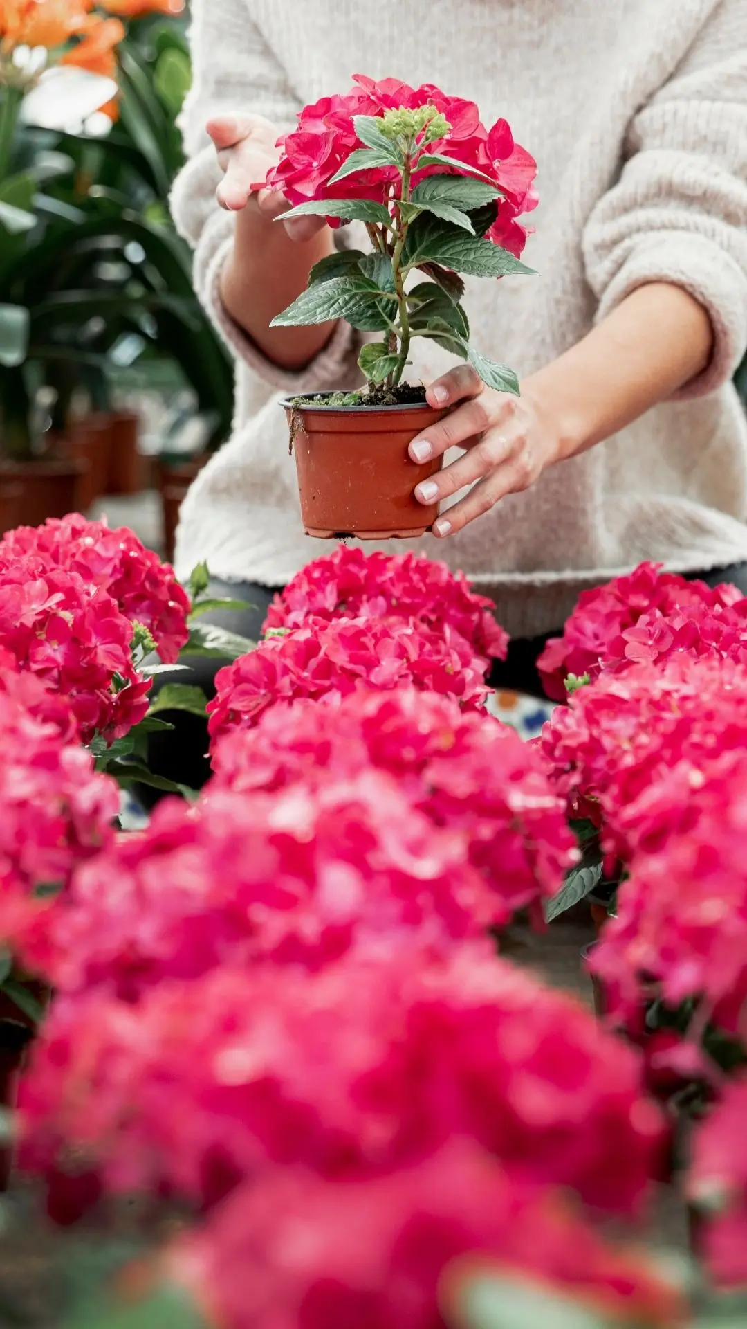 Interior da Floricultura Inove