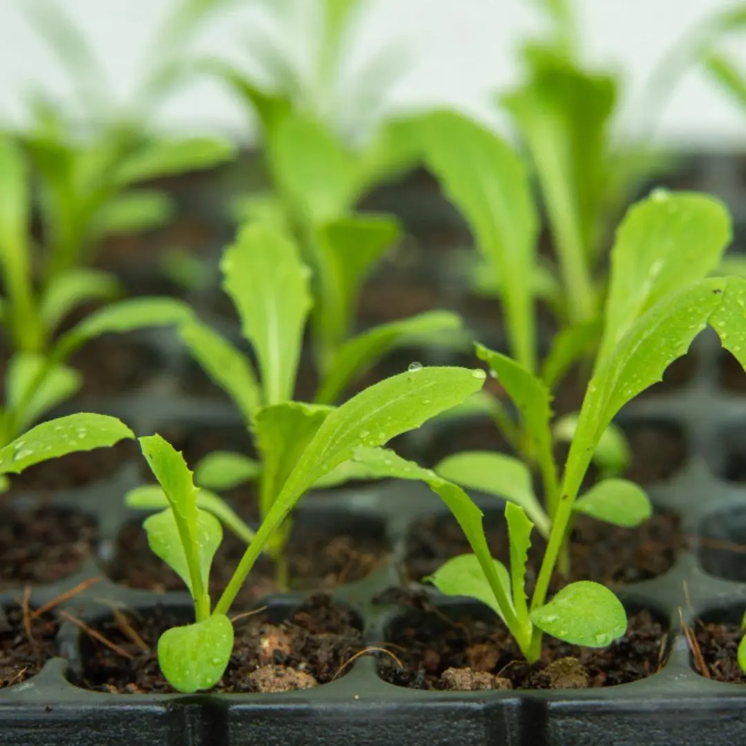 Jardinagem e Estufas